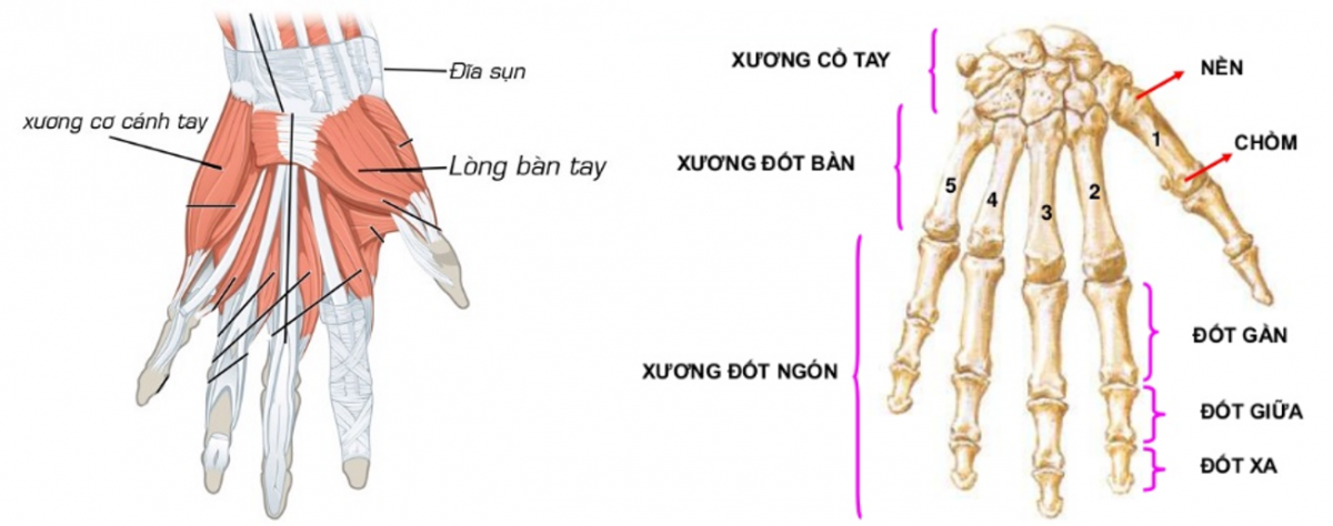 Chữa đau khớp ngón tay phải hiểu cấu tạo bàn tay