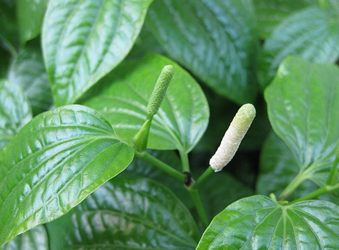 Nguyên nhân và cách chữa vôi hóa cột sống