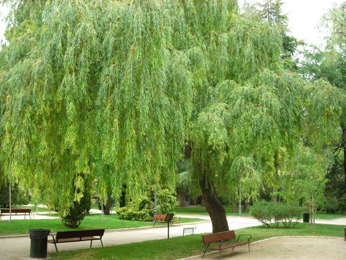 cây liễu trắng - bách niên kiện