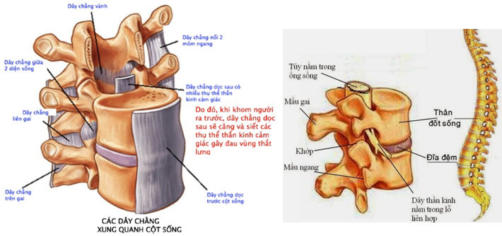 đĩa đệm cột sống