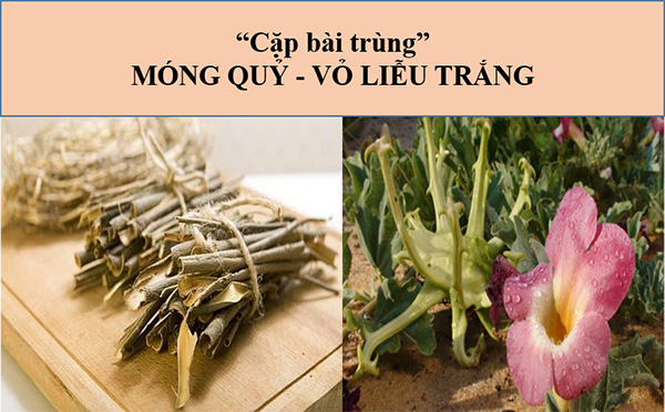 bộ đôi móng quỷ - vỏ liễu trắng